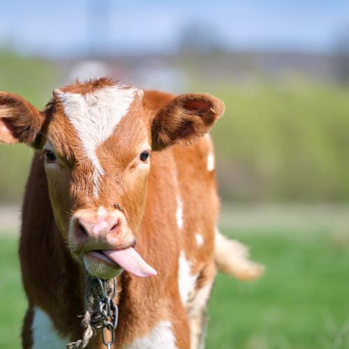 Dairy cow sticking out its tongue