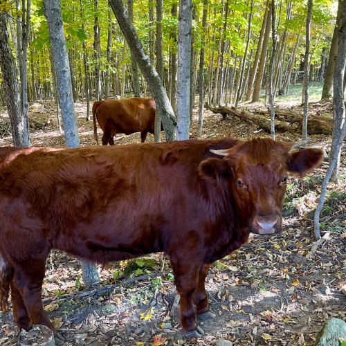 Cows grazing in a forest