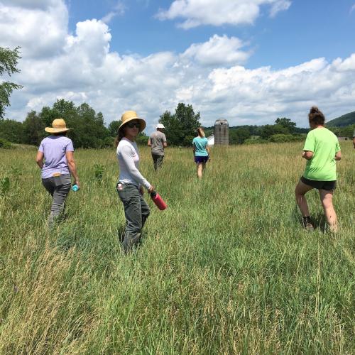 Soil health stewards walk through a field