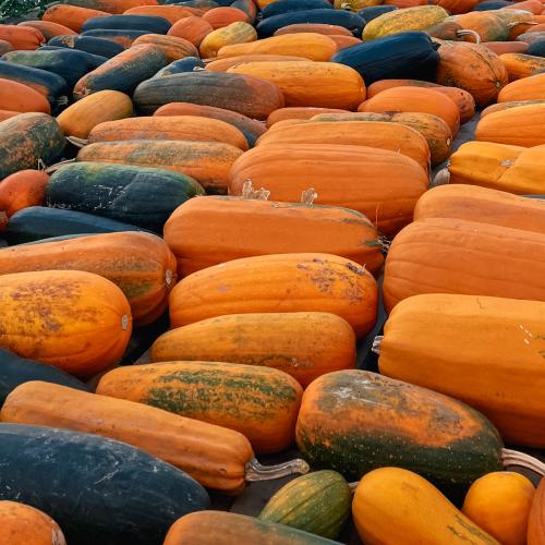 Assortment of green and orange Algonquin squash