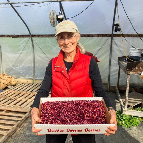 A woman stands inside a greenhouse holding a flat of harvested beans.