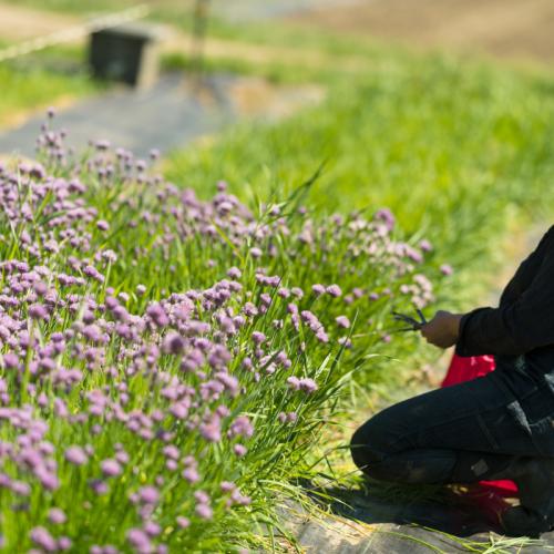 A farmer tends to chive plants