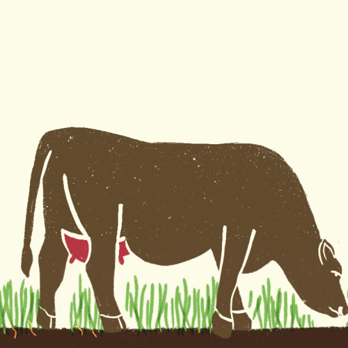 Illustration of a grazing cow