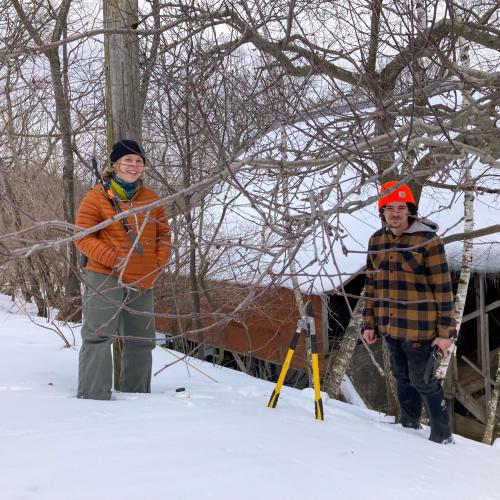 Two people prune a tree