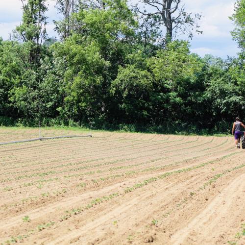 Farmer in field