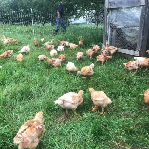Chickens