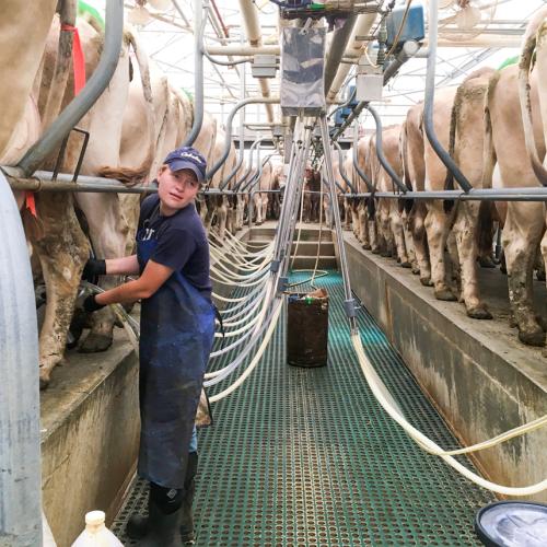 Milking parlor