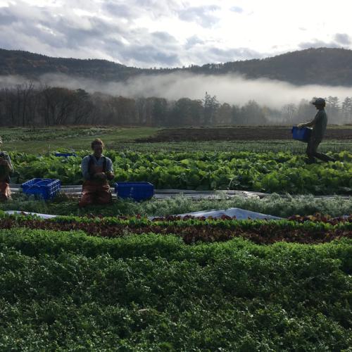 organic veg harvest crew