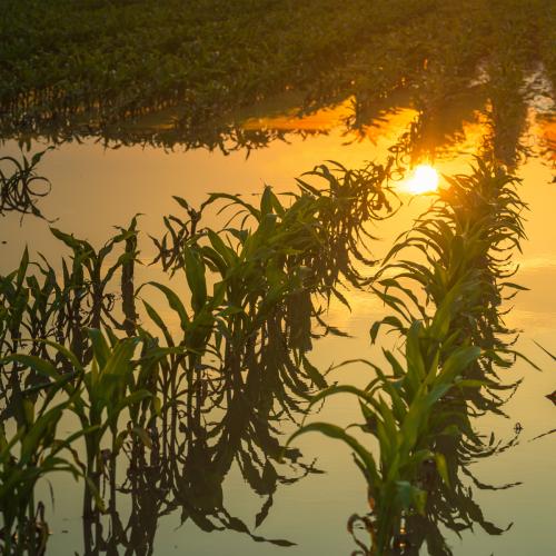 Flooded corn field