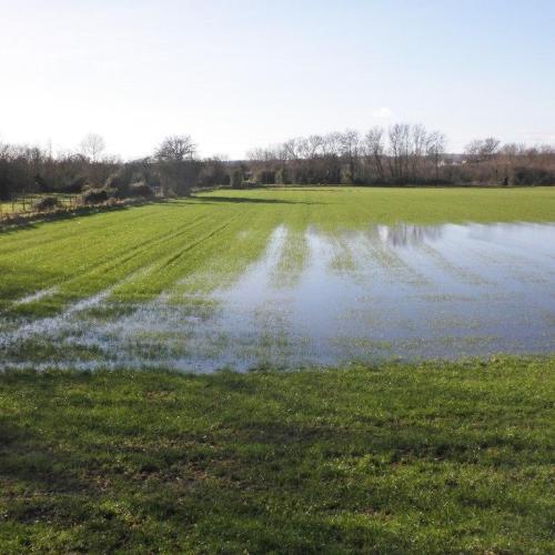 Flooded field