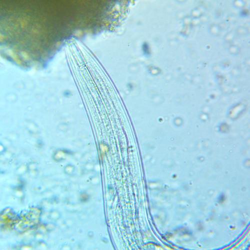 Bacterial Nematode - Good Guy!