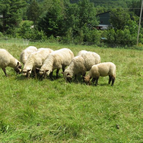 Clun Forest Ewes