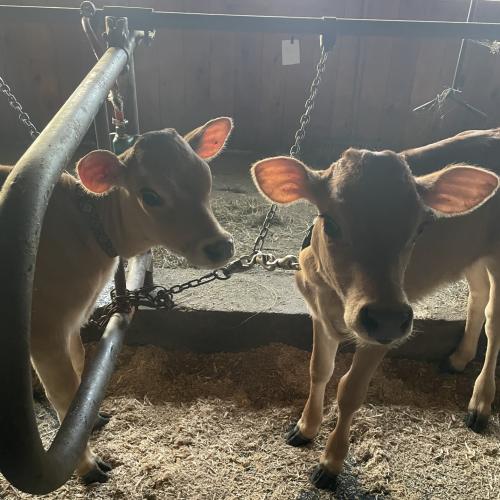 2 young pretty Jersey heifers in a barn.