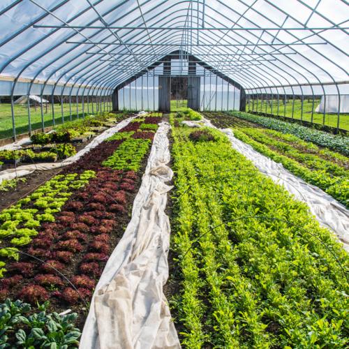Hoophouse filled with greens