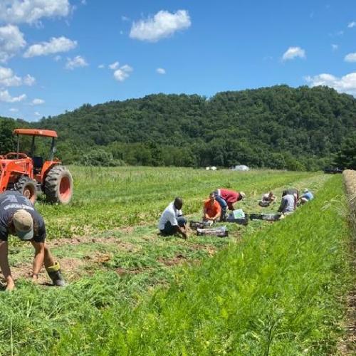 group of apprentices and workers, harvesting summer carrots under bright blue skies
