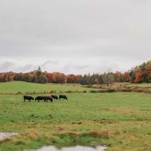 Grazing cows