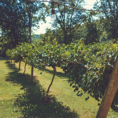 Agritourism