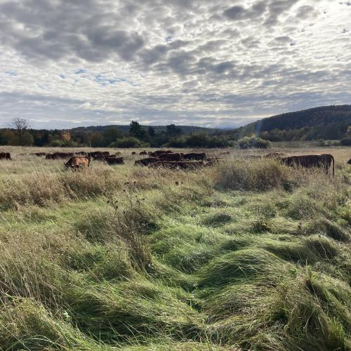 Cattle grazing at Bread and Butter Farm