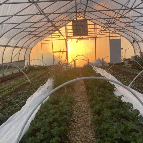 One of our vegetable production greenhouses with growing winter greens