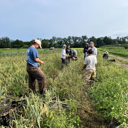 field crew harvesting onions