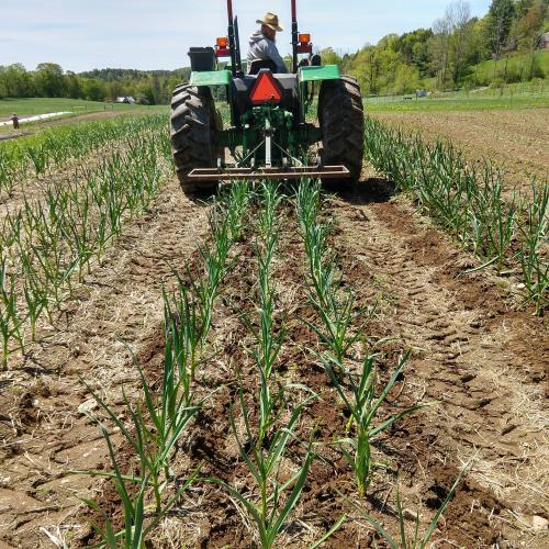 Garlic cultivation