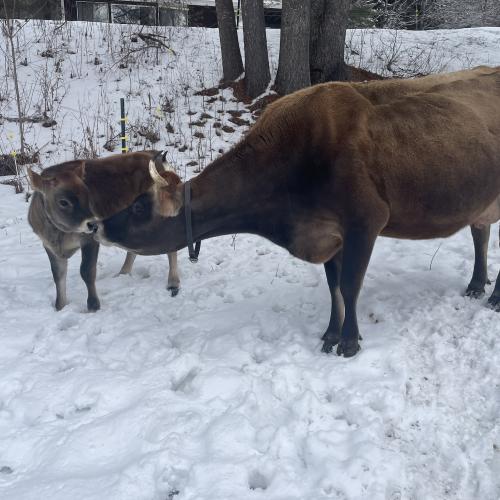 Fedora and Ferdinand