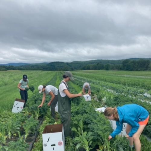 Team harvests kale with mountains in the background.