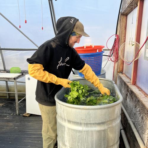 Washing greens in a toasty warm greenhouse in November