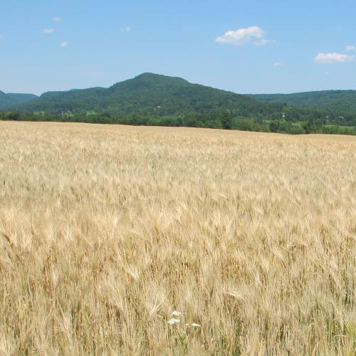 grain field with mountains