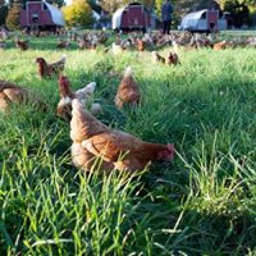 Hens on pasture