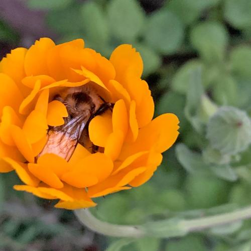 A bumble bee sleeping in a calendula flower