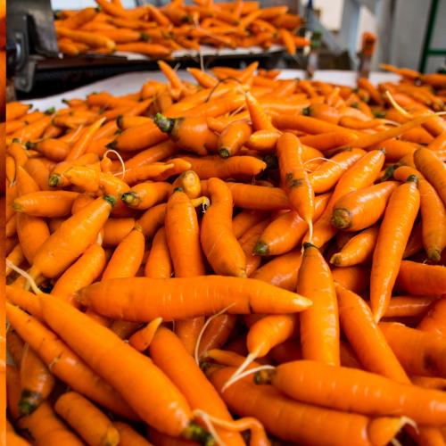 bulk organic carrots at Jericho Settlers Farm. Photo by Penni Rand.