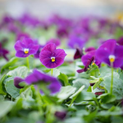 Purple violas