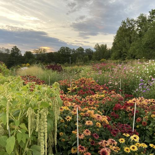 flower field