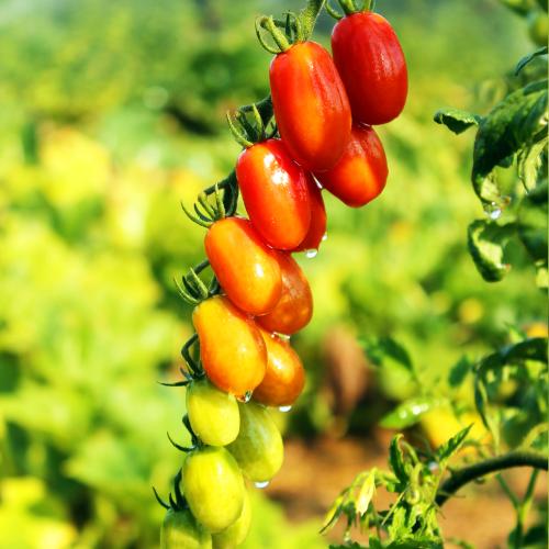 Cherry tomatoes hanging from a vine