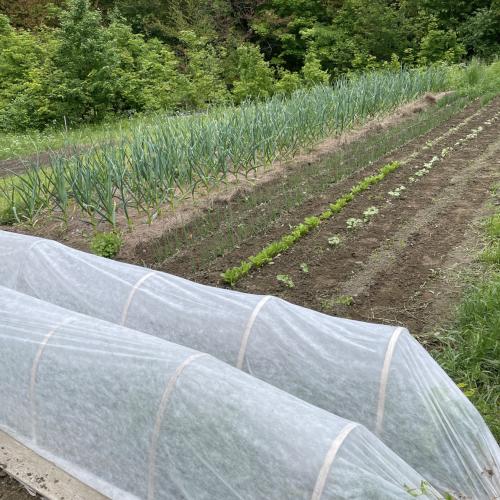 lower veggie patch