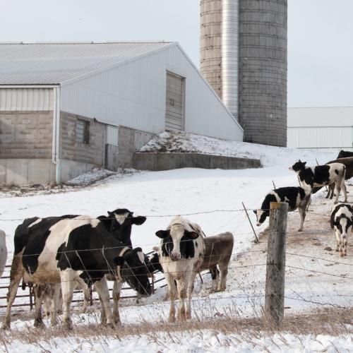 A group of cows outside a barn in the snow