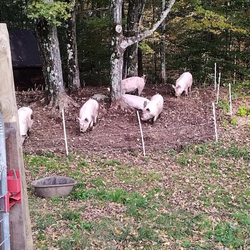 Pigs in the woods