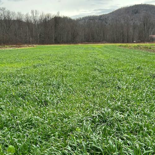 lush field of organic cover crops at Old Road Farm