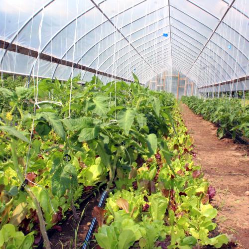 Inside a high tunnel full of greens at Old Road Farm