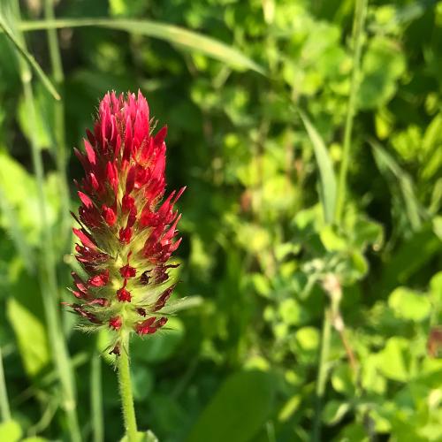 diverse cover crop mix 