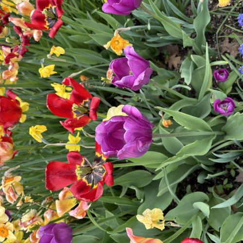 A patch of tulips and daffodils 