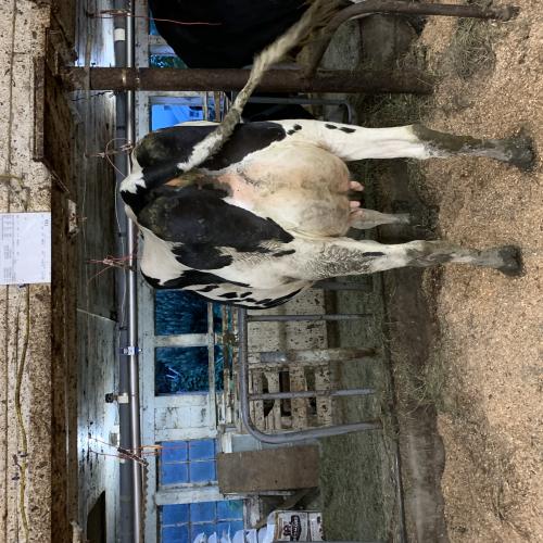 Howvale Humblnkind Pan Dammit GP 83 due in July GP 
