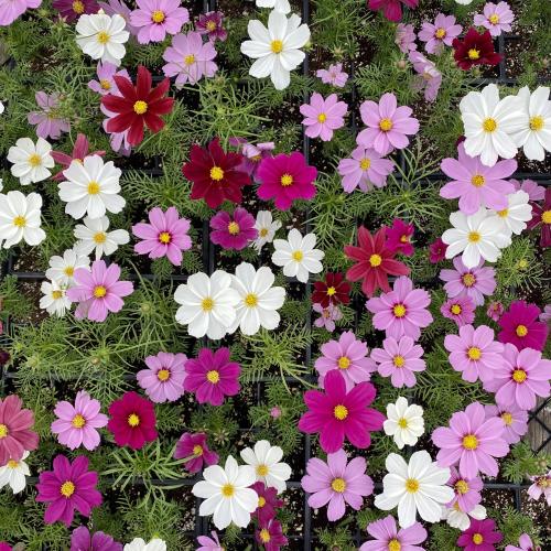 cosmos