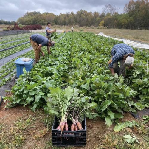 Picture of me and 3 other farmworkers harvesting radishes on an early fall day 
