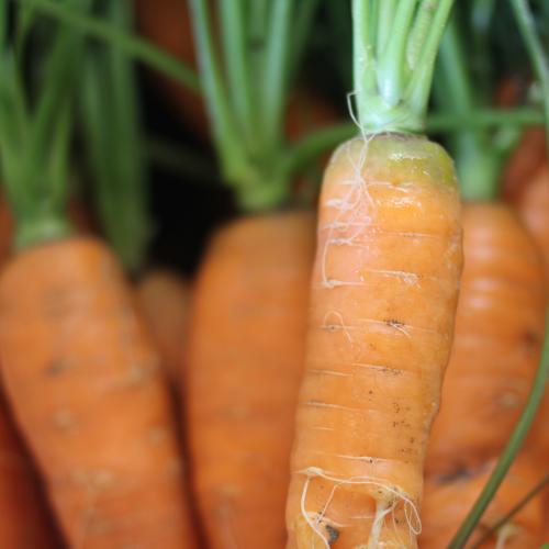 Carrots!
