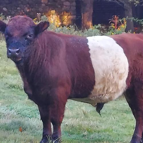Purebred Belted Galloway Bull
