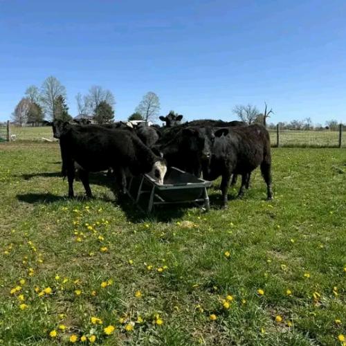 Cattles 