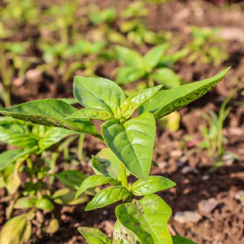 pepper seedling