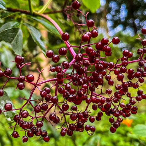 Elderberries nearing ripeness in a food forest in Weybridge